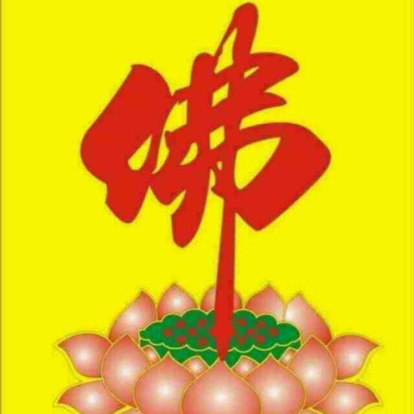 Maomao | 北京博爱动物医院